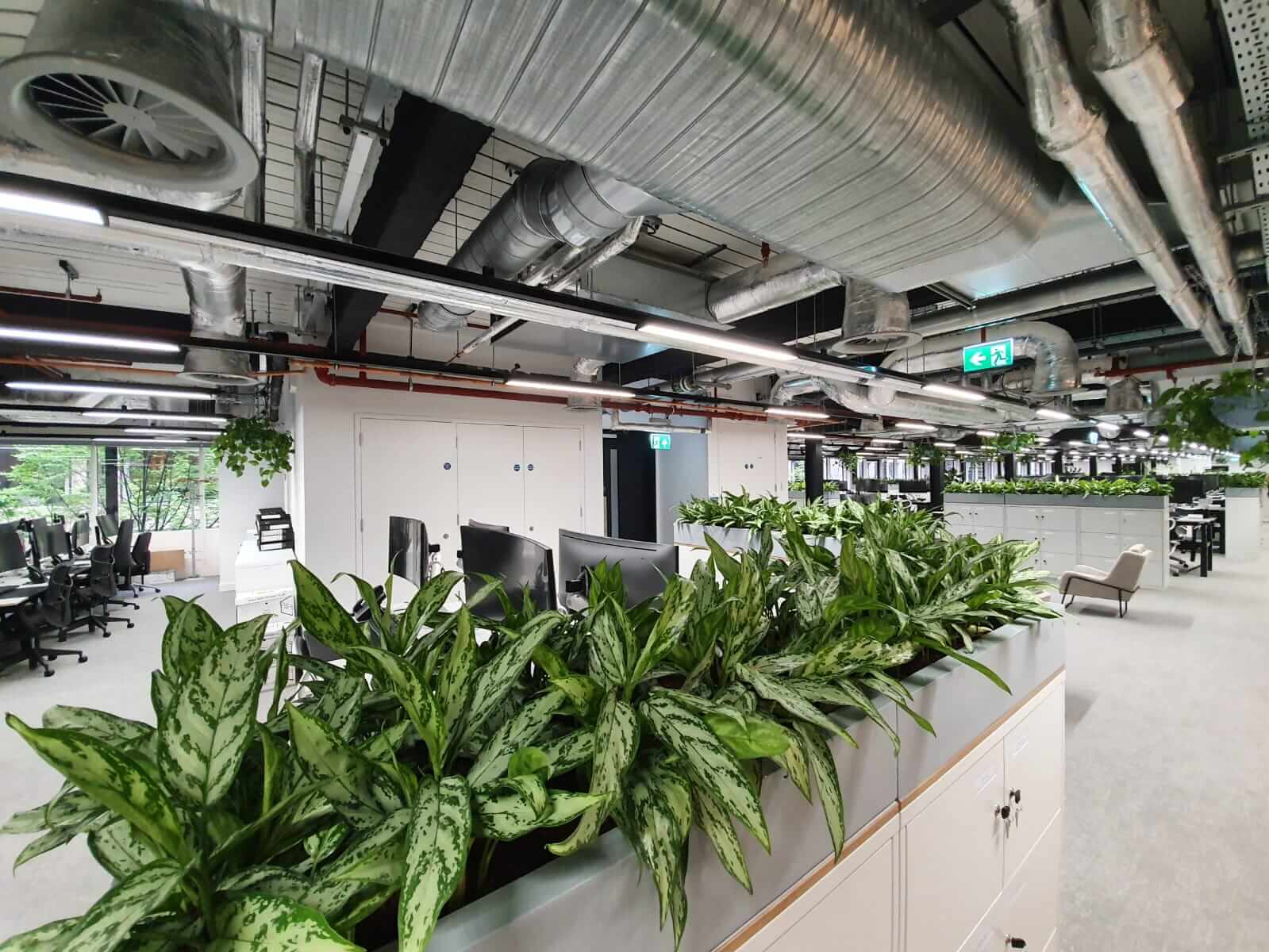 main feature of plants in an office 