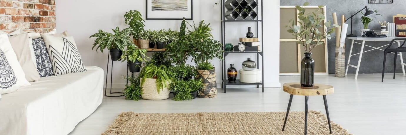 planteria home indoor plants