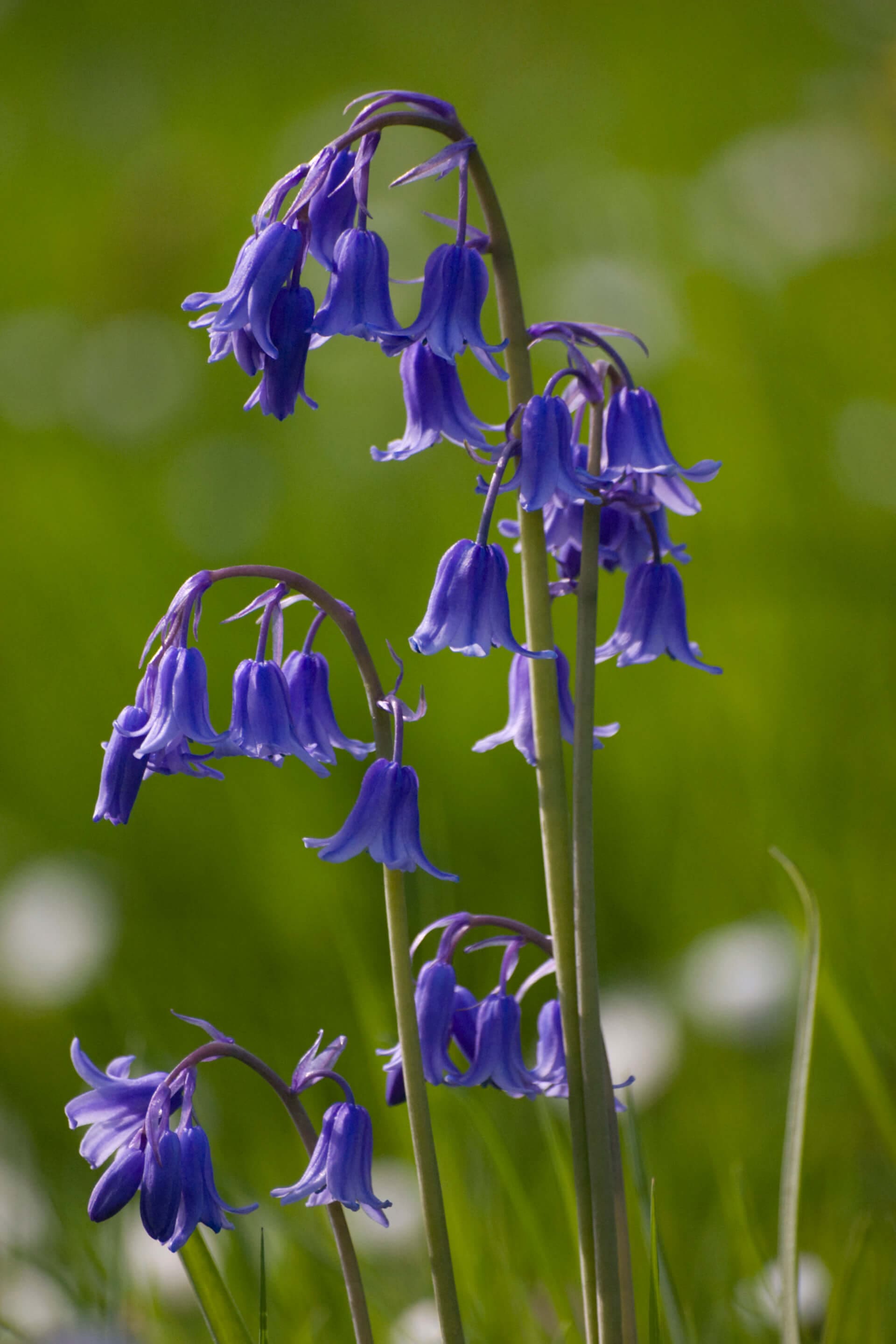 Blooming Brilliant! Britain's Top Wild Flowers!