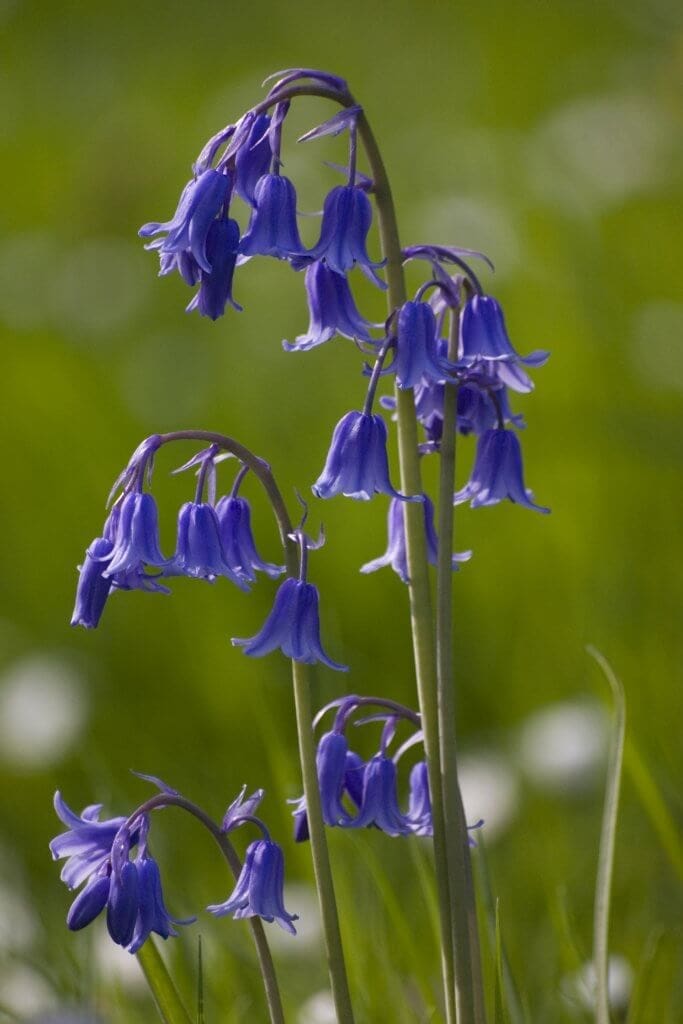 Purple flowers in a field