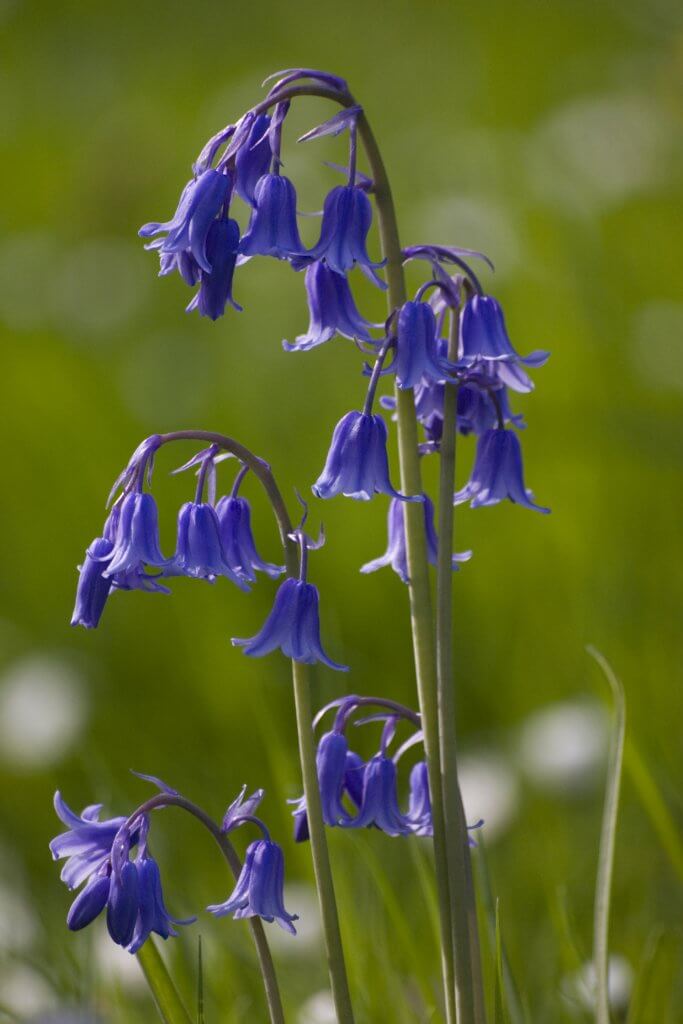 Bluebell - iStock_000005028624_Large