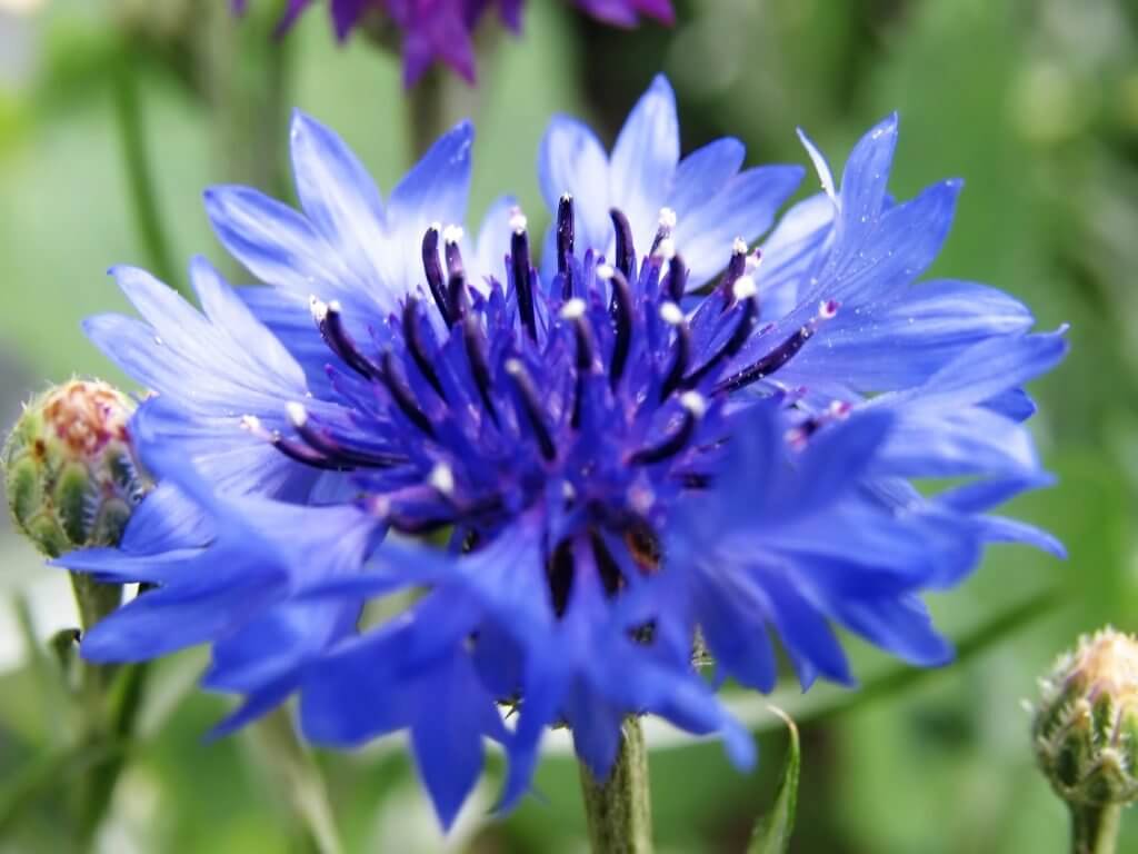 Blue flower