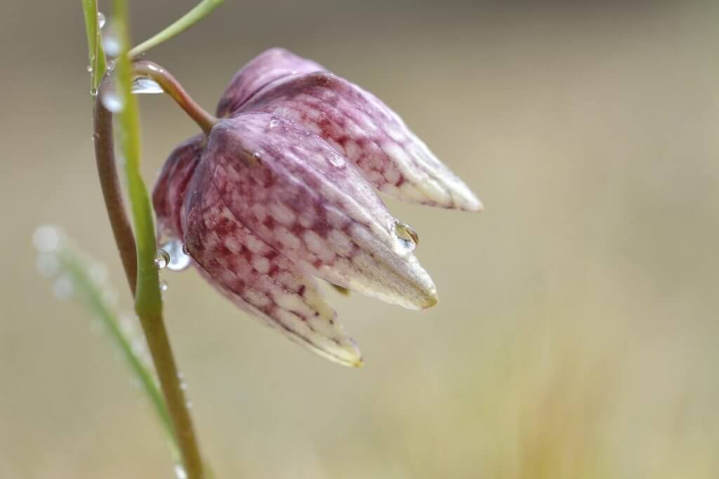 Original red and white flower