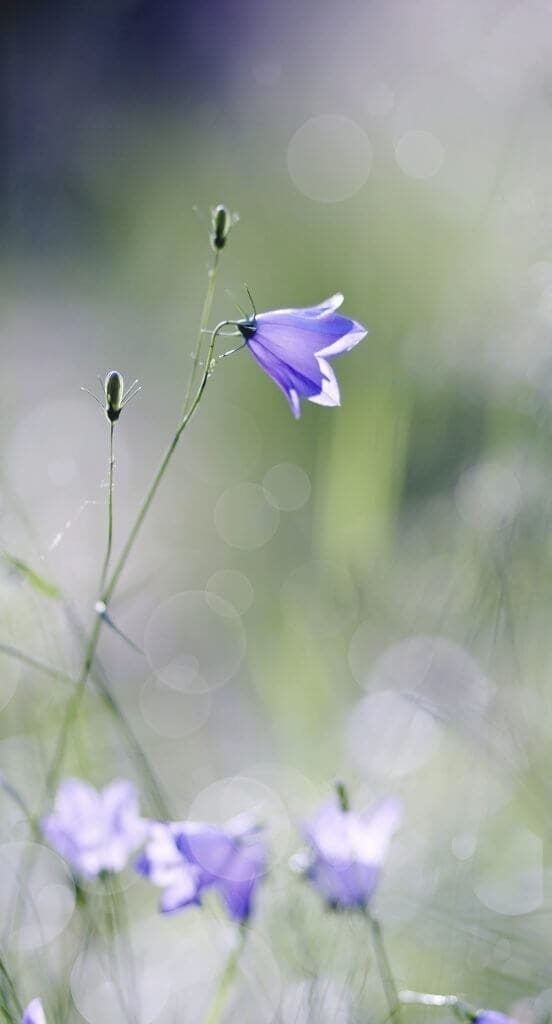 Small purple flower in a field