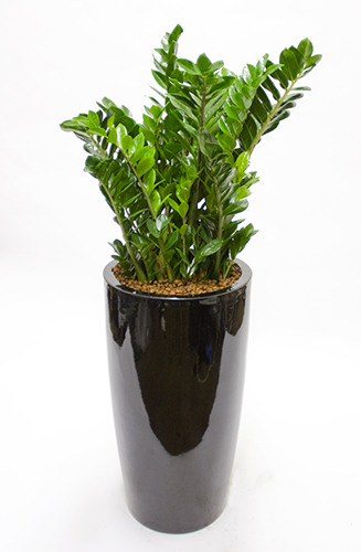 Plant-specimin-Zammia-black