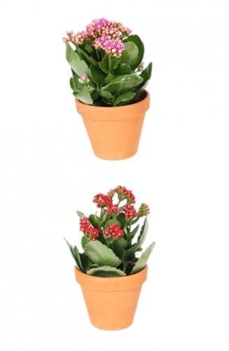 Factors to Consider When Choosing the Right Pot 2 Terracotta plant pots