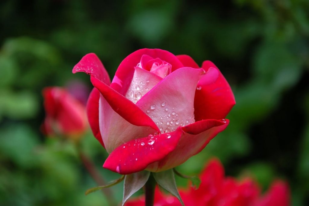 garden-rose-red-pink-56866
