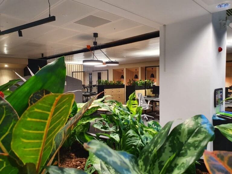 Communal office area with plants