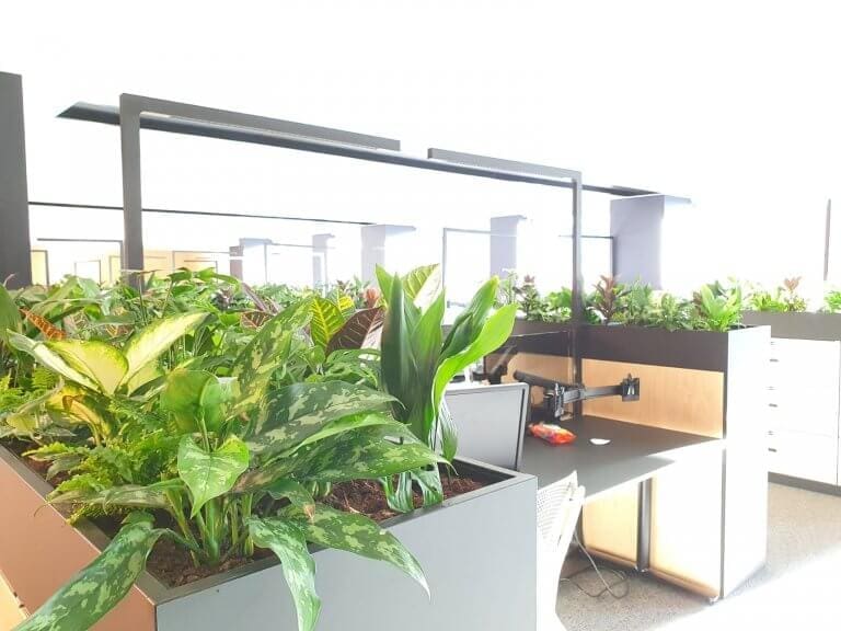 Communal office area with plants