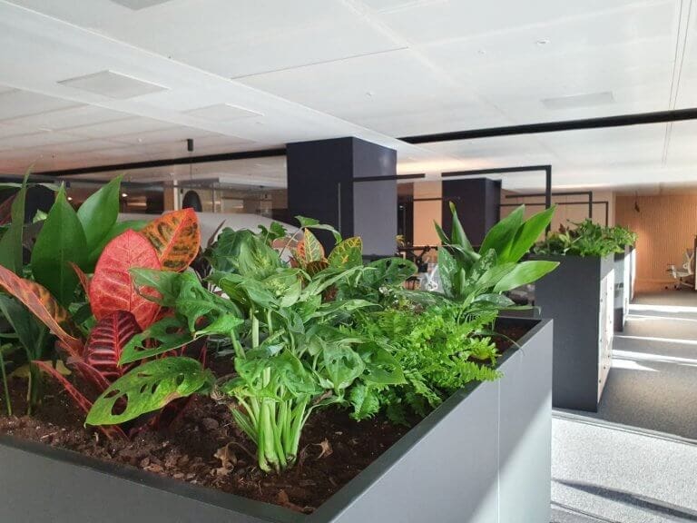 Communal office area with plants