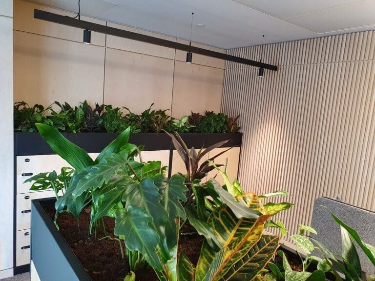 Communal office area with plants