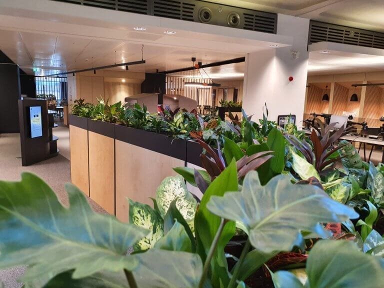 Communal office area with plants