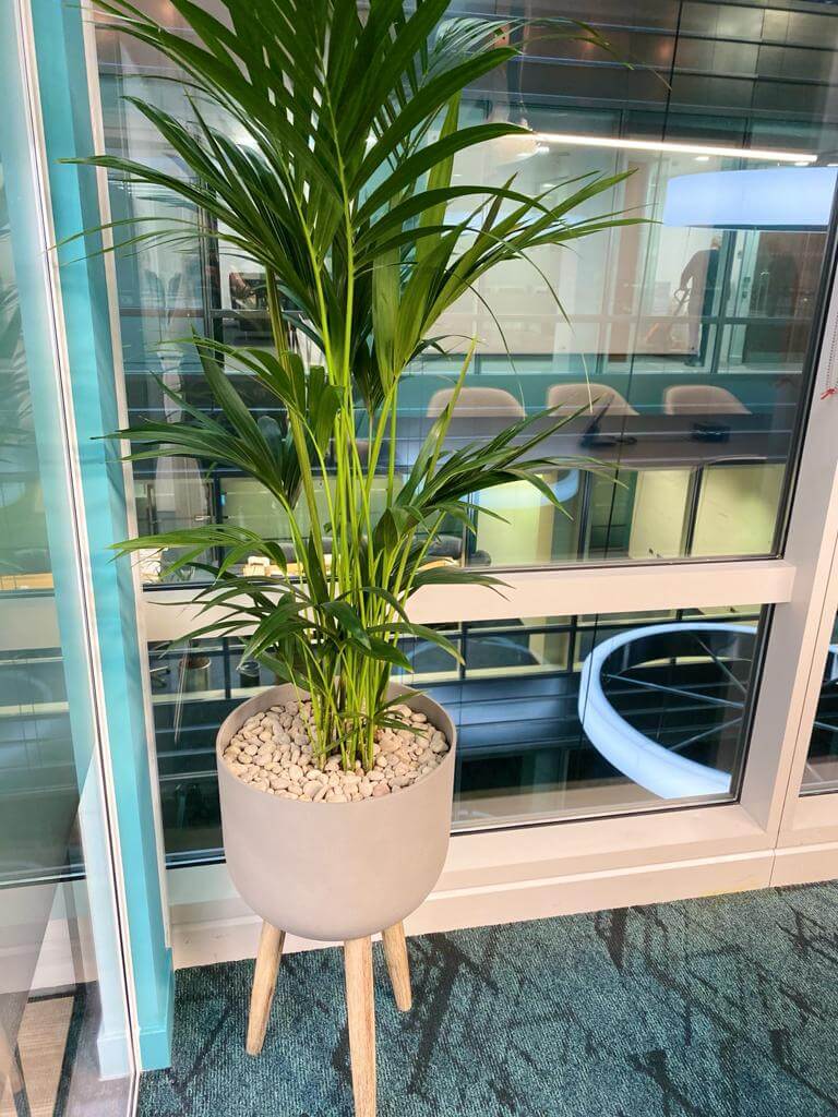indoor plant on raised pot