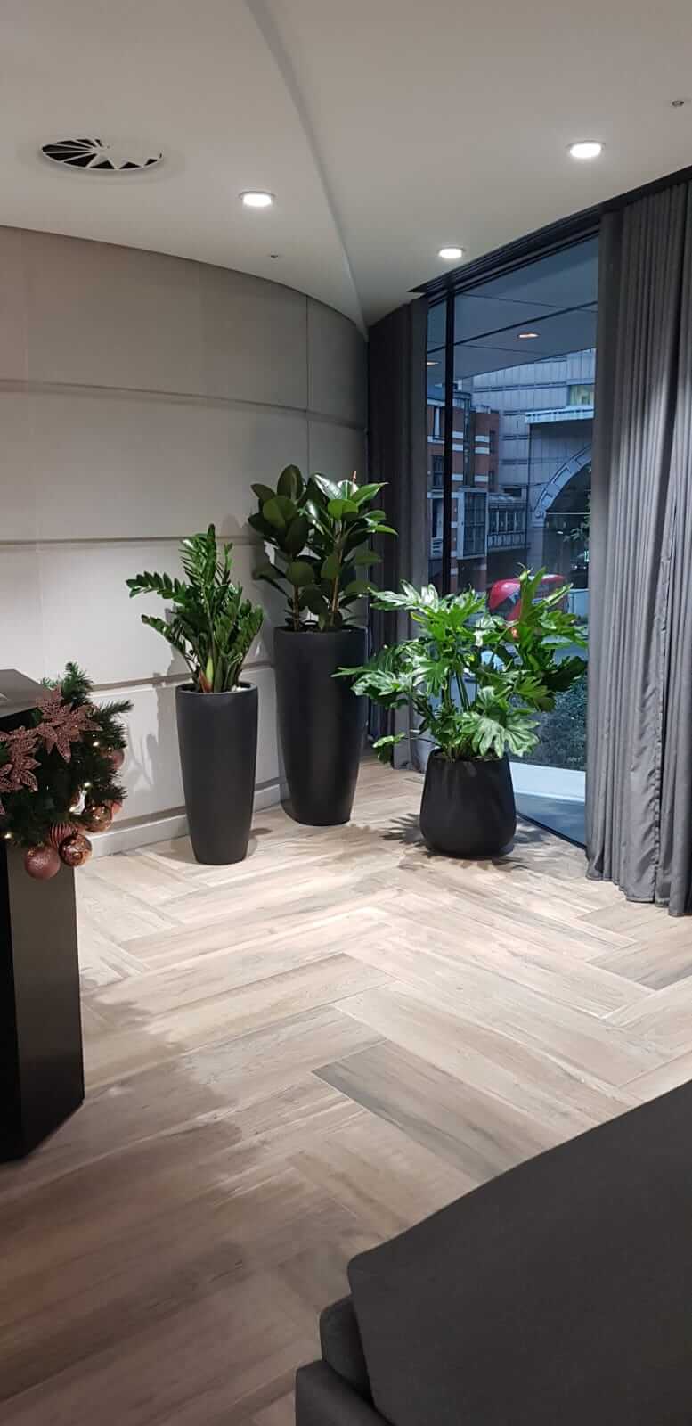 indoor plants in black plant pots