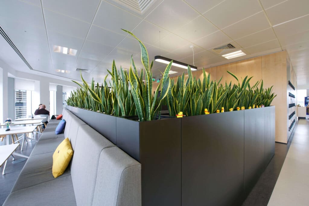 Barrier plant, snake plant