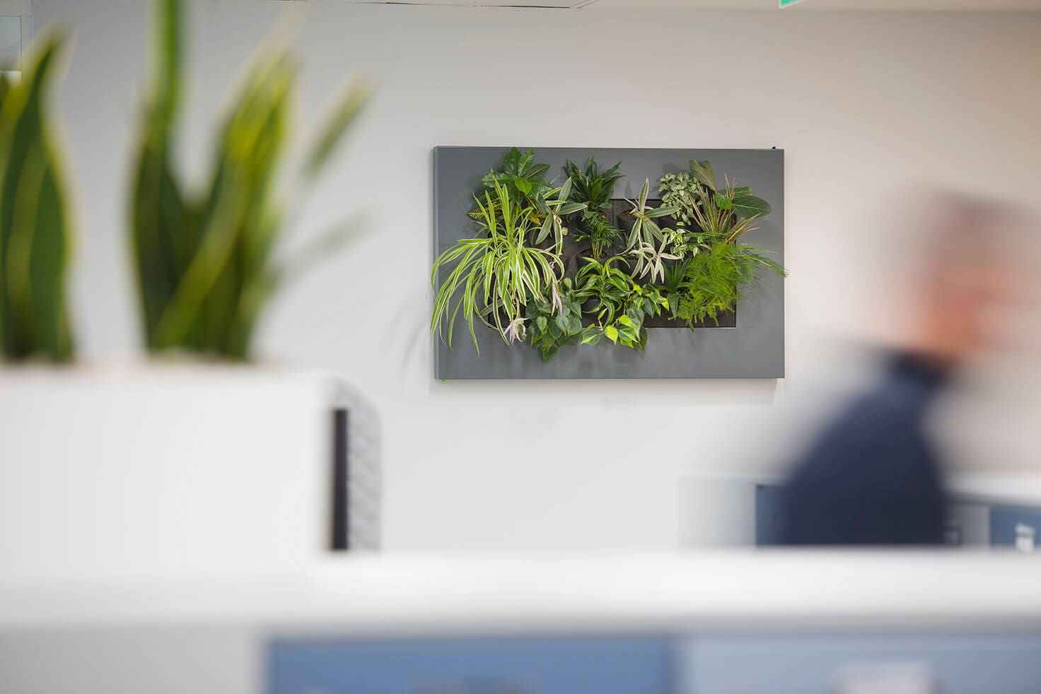 Living Wall in Office Area