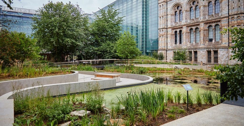 Biodiversity area created by workman.