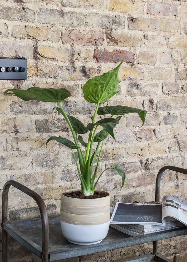 plant in ceramic pot in front of brick wall on metal tray