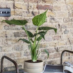 plant in ceramic pot in front of brick wall on metal tray