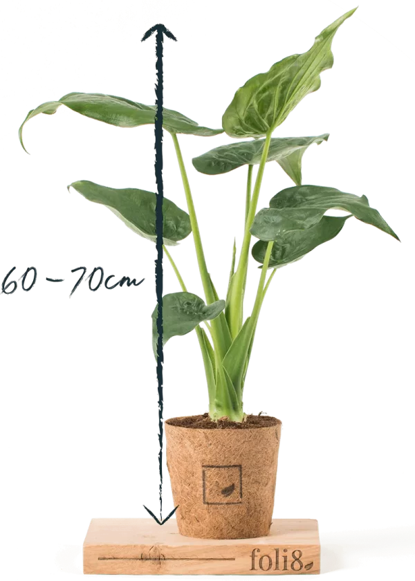 plant in hessian pot with size dimension