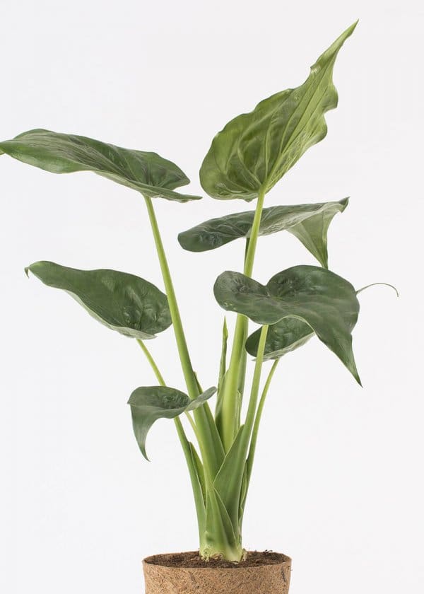 plant in hessian pot