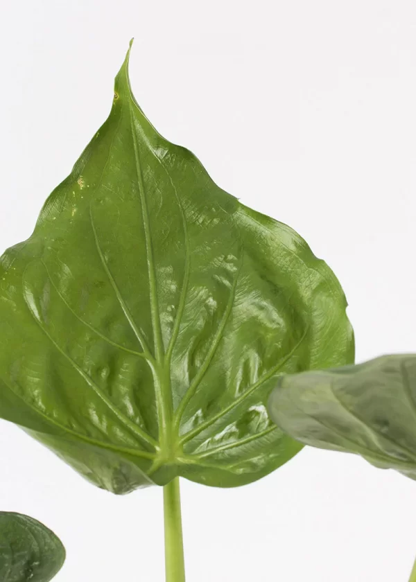 close up of waxy leaf