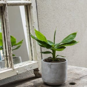 plant pot on shelf with scissors next to mirror window