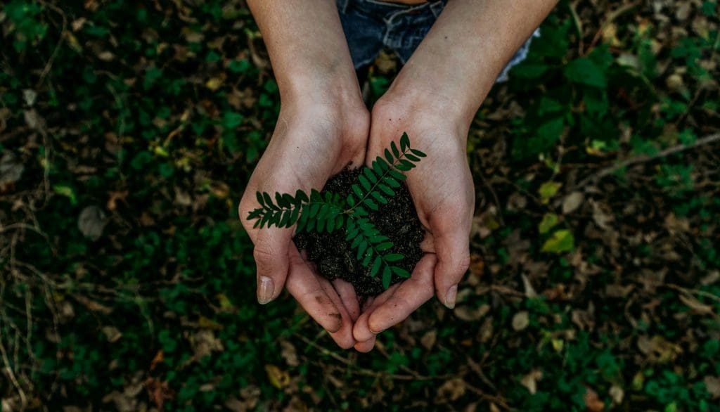 Planteria group