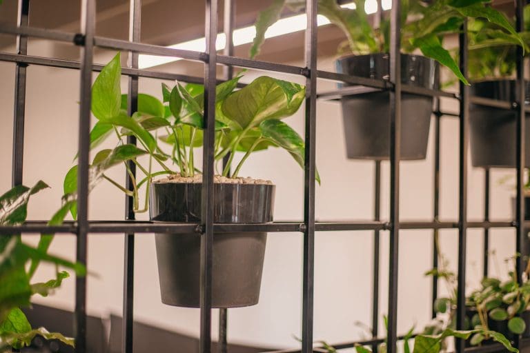 Planteria group