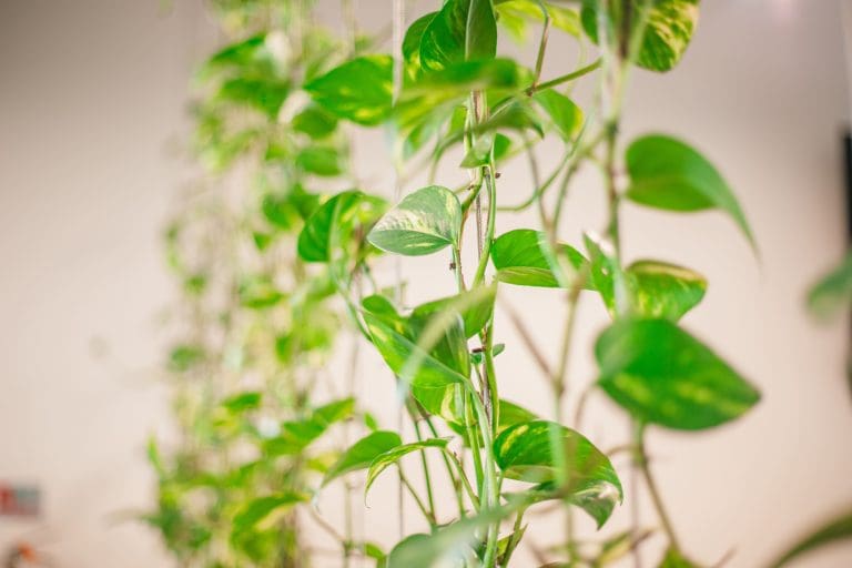 Planteria group