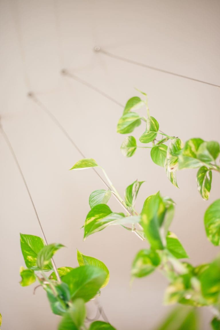 Planteria group