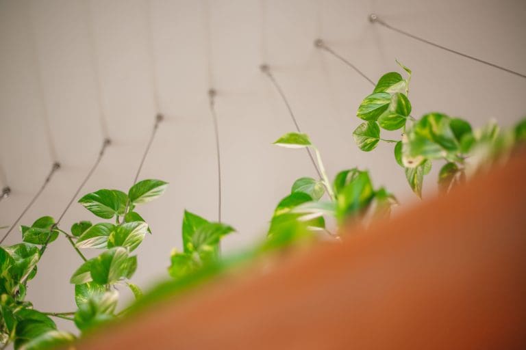 Planteria group
