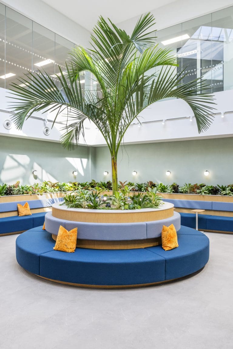 A palm tree in a circular area with blue benches and pillows