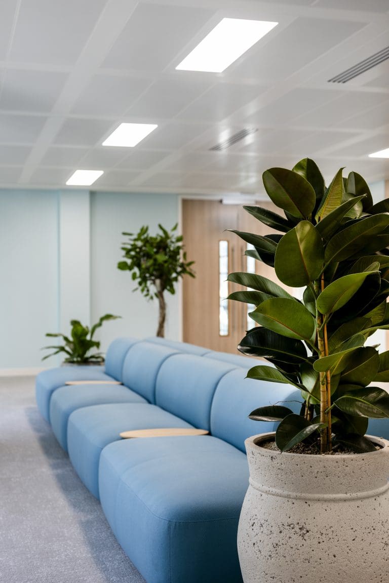 A group of blue couches with plants in the middle