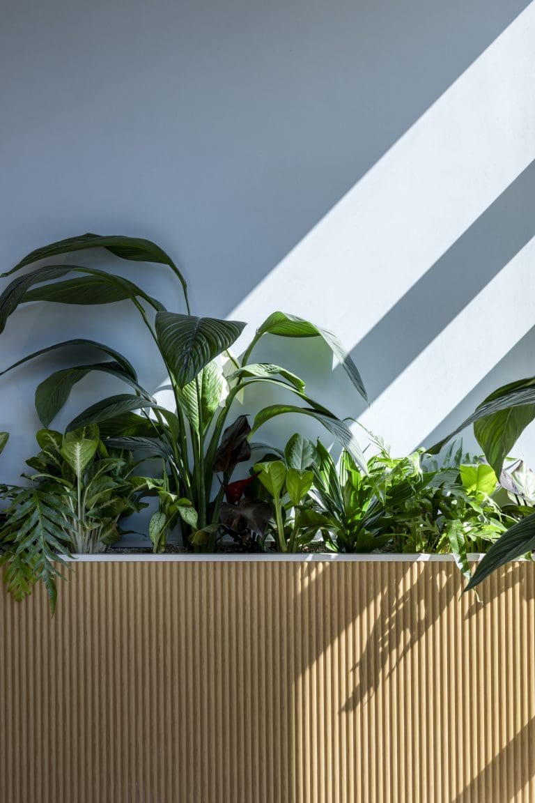 A group of plants in a planter