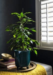 Ficus benjamina, or weeping fig