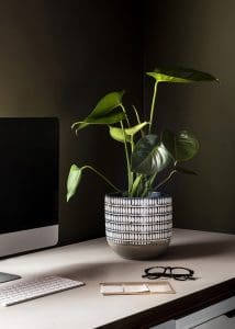 Monstera deliciosa, cheese plant