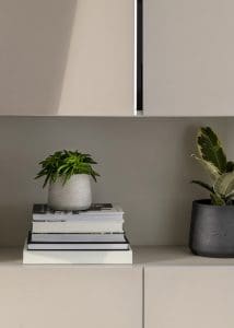 Peperomia or happy bean plant