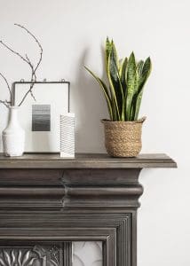 Sansevieria, or snake plant