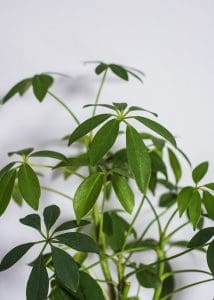 Schefflara, umbrella plant