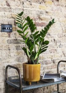 Zamioculcas zamifolia plant, also called the zz plant