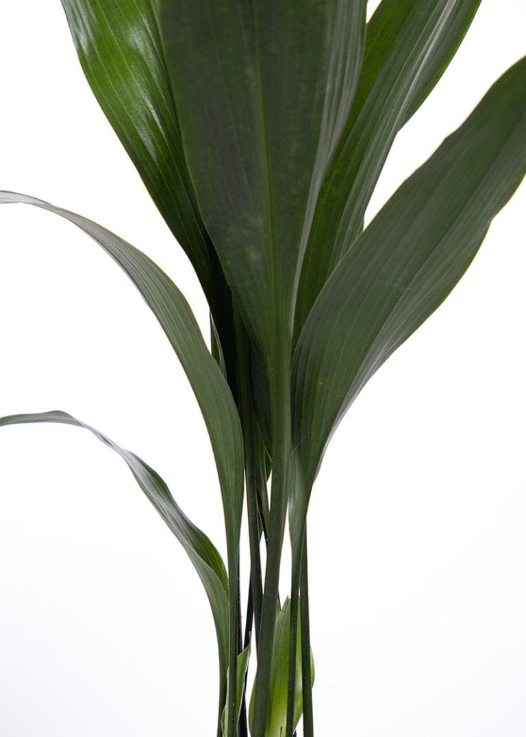 Planteria group