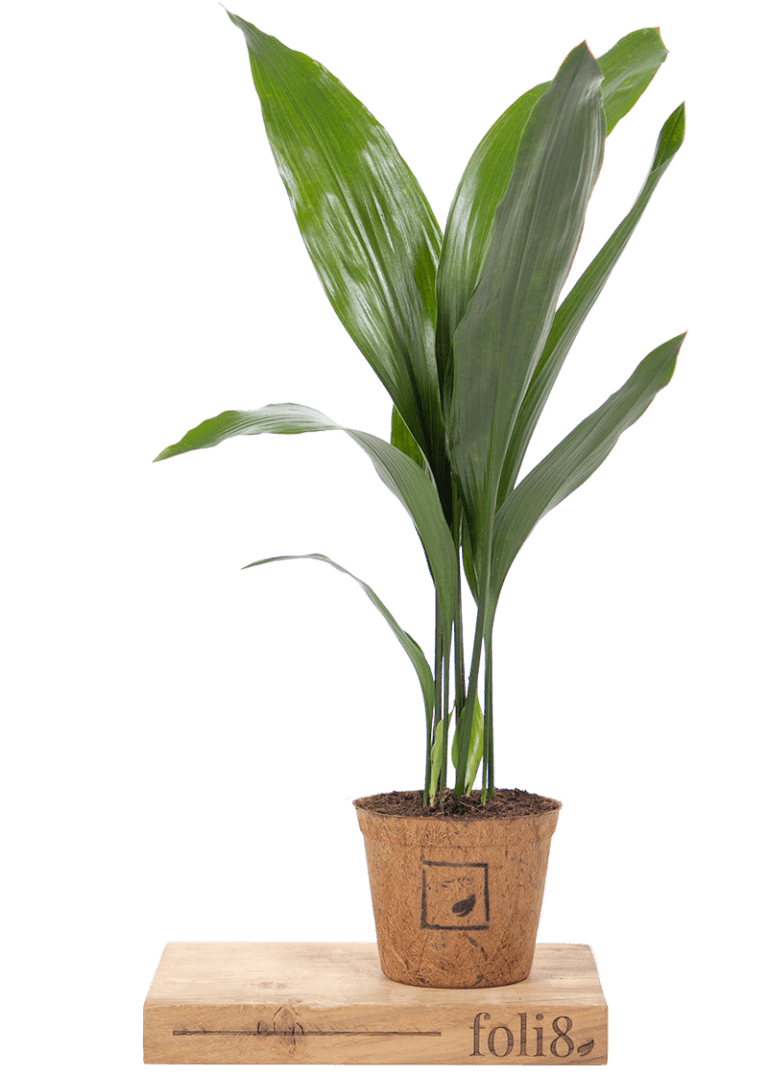 Planteria group