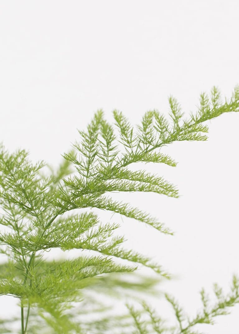 Planteria group