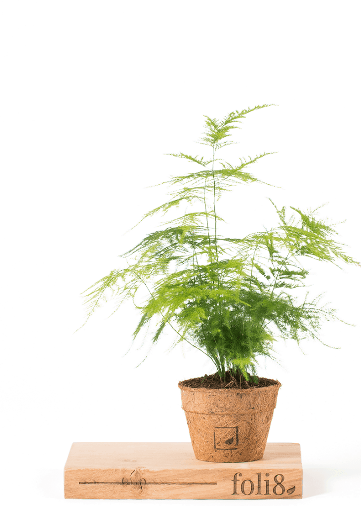 Planteria group