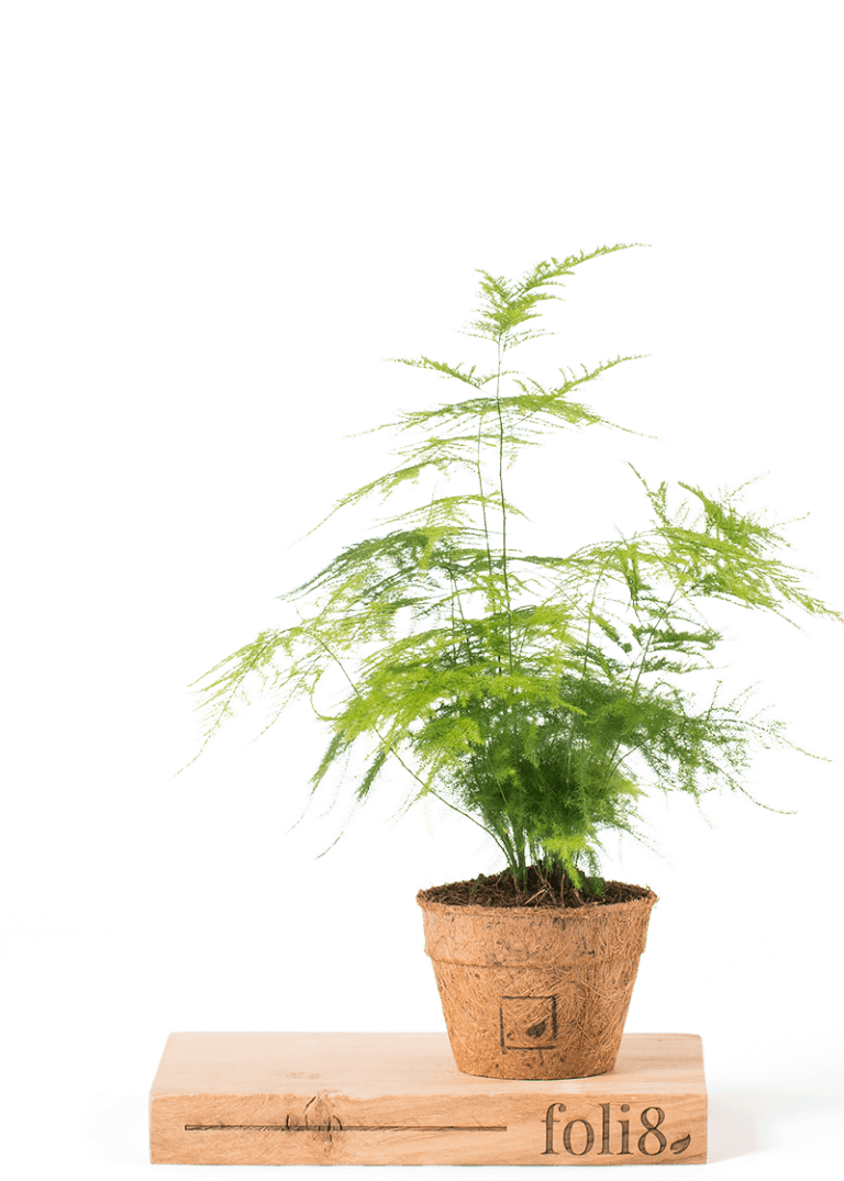 Planteria group