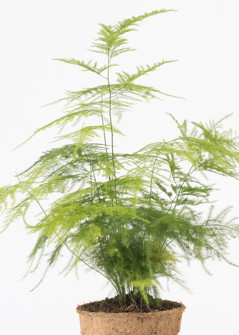 Planteria group