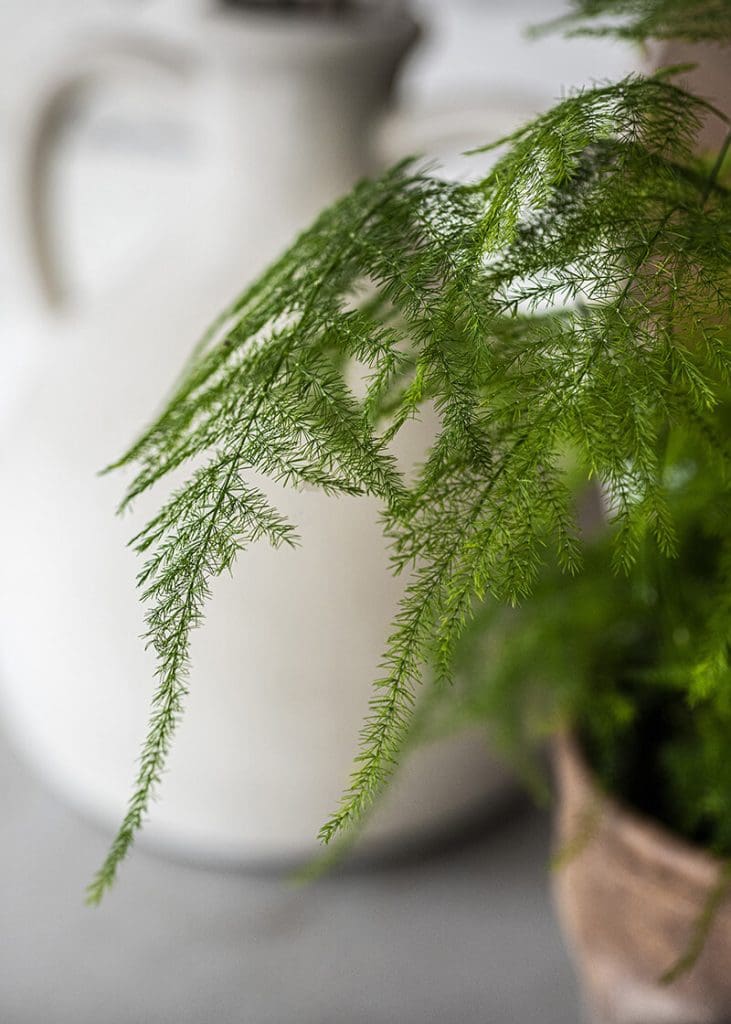 Planteria group