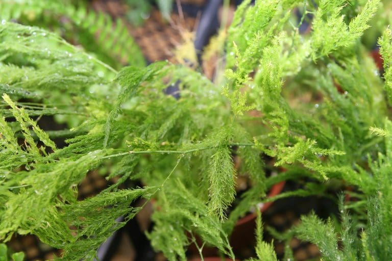 Planteria group