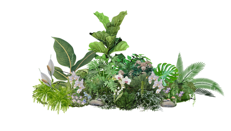 Digital rendering of tropical plants on transparent background.